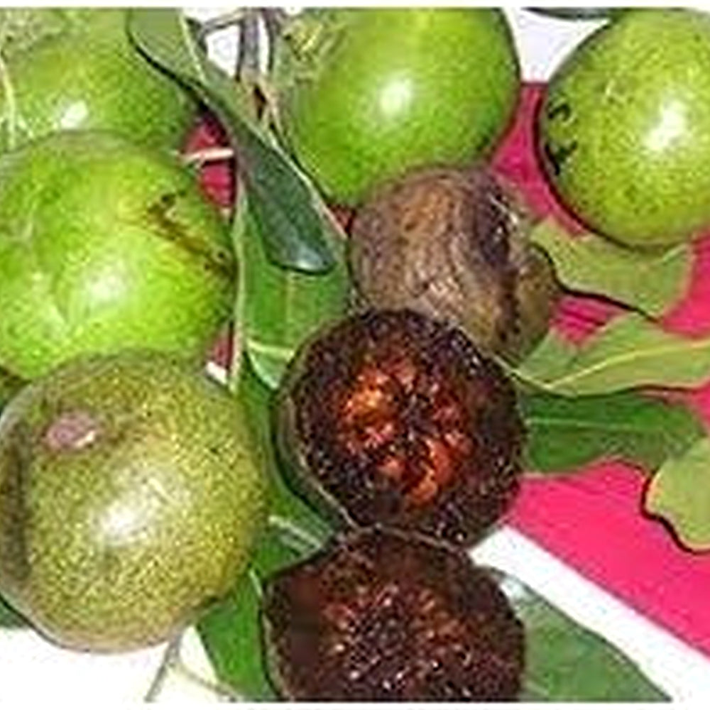 Digyna Fruit Seeds [neera-v5-048eda7924a1fd314983]
