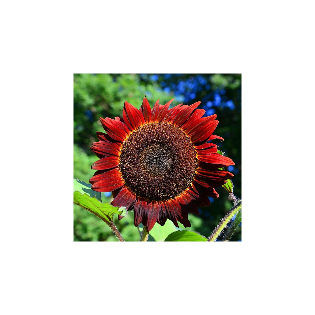 Red Sunflower Helianthus Annuus Variety Flower For Planting In Home Garden Or Pollinator Beds [neera-v5-049157f6c53ceb86a08a]
