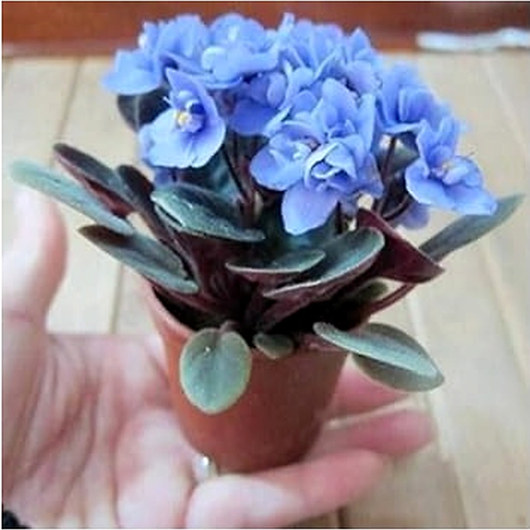 Sky Blue Mini Violet Rare Flower Seeds for Planting [neera-v5-049272b6c52fe92d59c9]