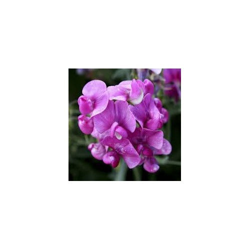 Violet Lathyrus Odoratus Seeds [neera-v5-0492ac00eb3b44b042bc]