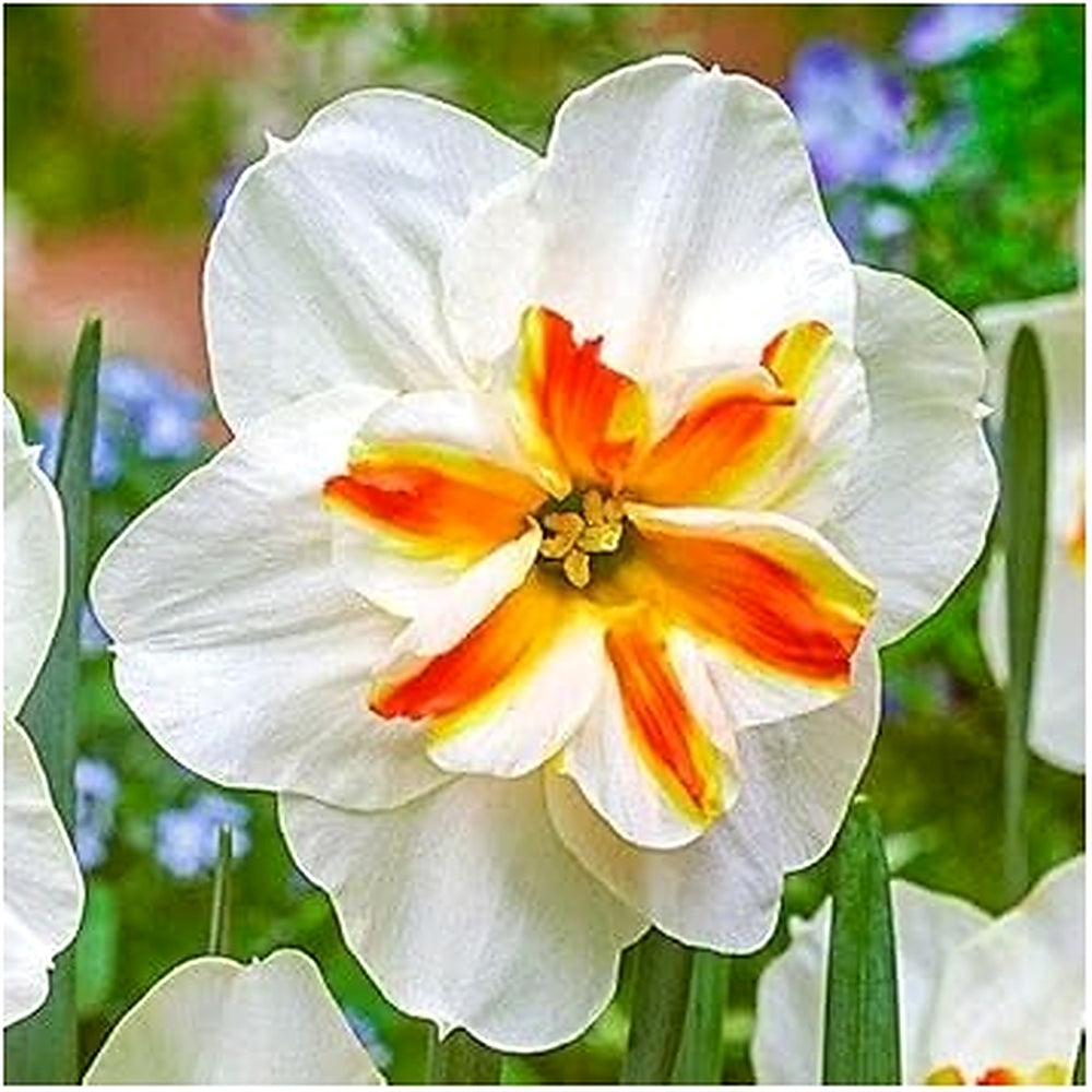 Thick Orange White Daffodil Flower Seeds [neera-v5-04a104e500bc7d33d4d6]