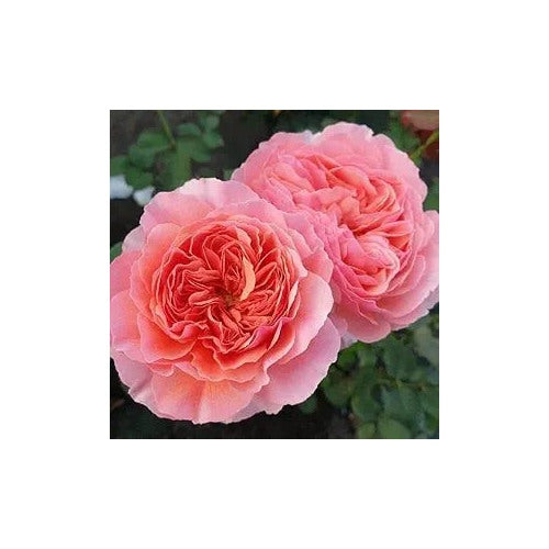 Salmon Giant Hollyhock For Tall Elegant Salmon Blooms Flower Seeds for Home Garden Planting, [neera-v5-04a384809ffc48b13e70]