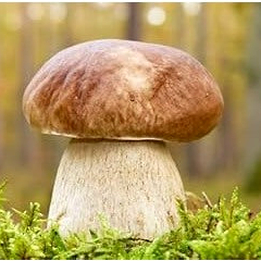 Bolete Mushroom Vegetable Seeds for Planting [neera-v5-04a4929dc31bea8b217c]
