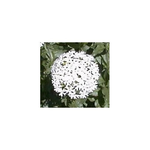 Heirloom Non-GMO Maltese Cross Flower Seeds for Planting [neera-v5-04aaf47db3afb592ae8e]