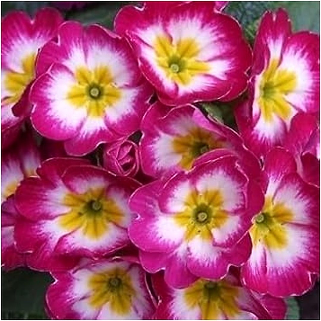 Primula Malacoides Flower Seeds [neera-v5-04ab2ddf9b84e2ce3f99]