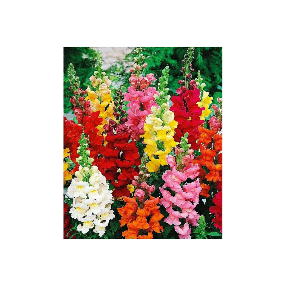 Mixed Snapdragon Flower For Planting Flower Seeds for Home Garden Planting, Ornamental Organic [neera-v5-04af5baf77326be11b42]