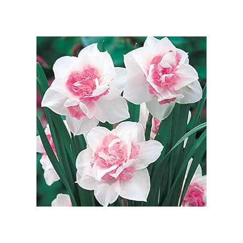 Pink Double Petals Daffodils Flower Seeds for Planting [neera-v5-04afb2872734d903ec0f]