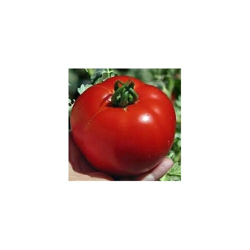 Red Tomato Seeds for Planting [neera-v5-04b20631238f73538081]