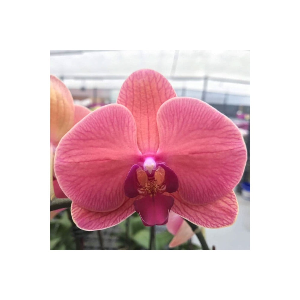 Hydroponic Phalaenopsis Orchid Plant Plum Flower Seeds for Home Garden Planting, Ornamental Organic [neera-v5-04b445b59b9cc195ec76]