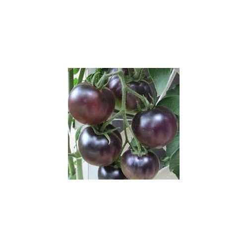 Tomato Vegetable Seeds for Planting [neera-v5-04cac8e461b50c069d69]