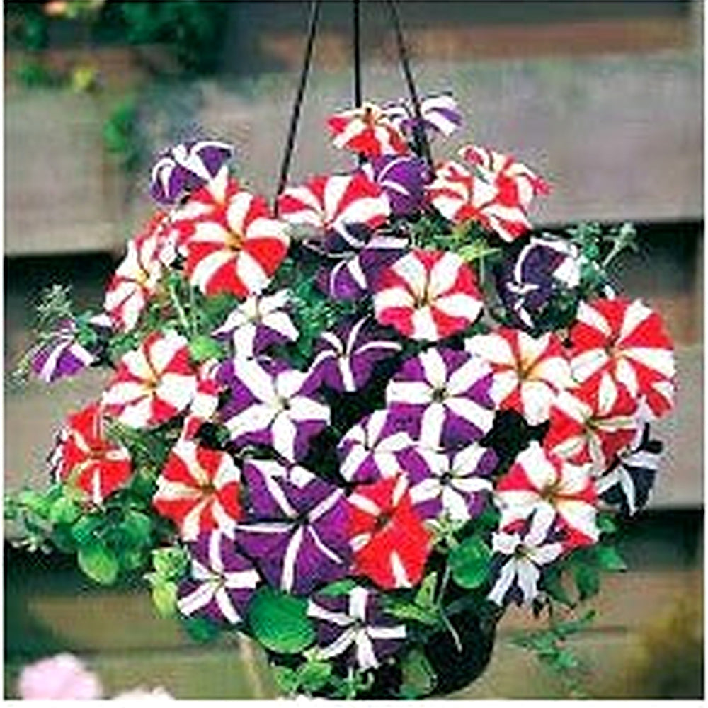 Starry Petunia Multi-Colour Flower Seeds for Planting [neera-v5-04cf262781d69ec09a12]
