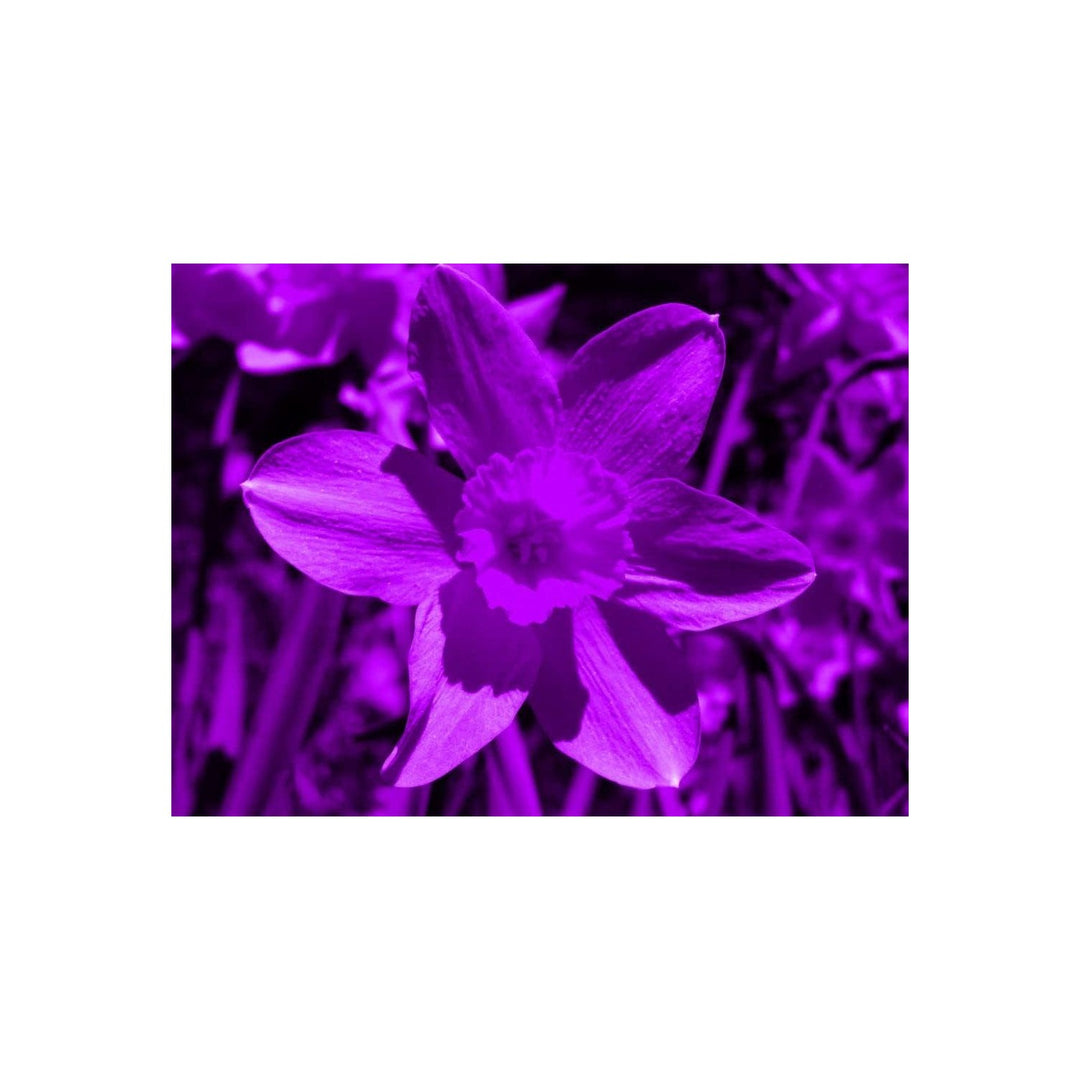 Heirloom Non Gmo Narcissus Tazetta Flower For Planting Fragrant Spring Garden Blooms Flower Seeds [neera-v5-04ddab1616d9d40343b5]