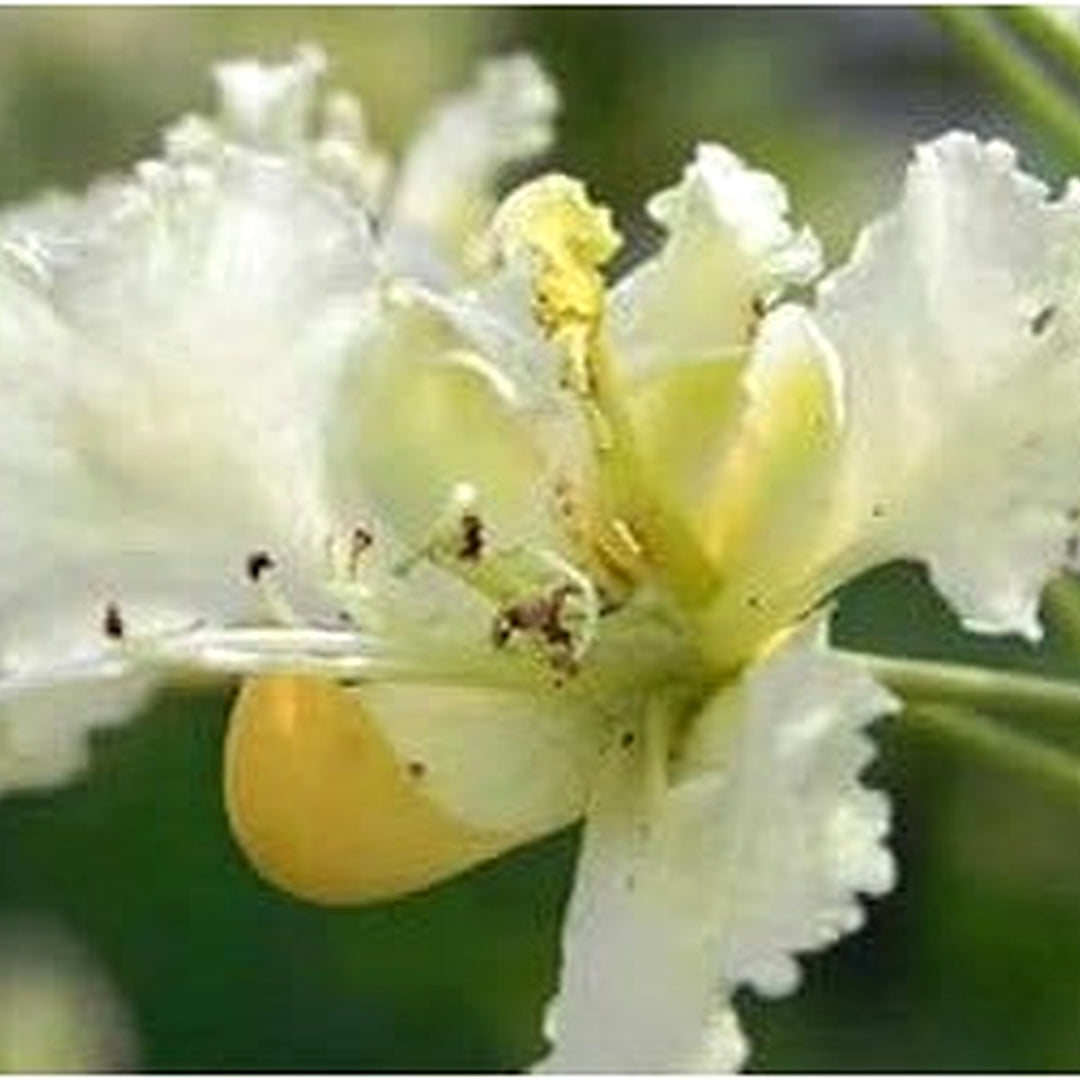 White Caesalpinia Flower Seeds [neera-v5-04e42a8fe454bc4d4ac3]