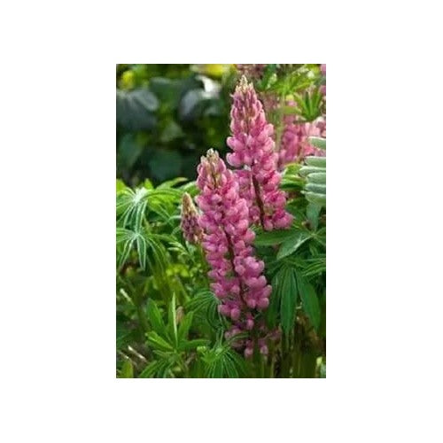 Pink Lupine Flower For Planting Non Gmo Flower Seeds for Home Garden Planting, Exotic Organic [neera-v5-04f25cd6fbd060617255]