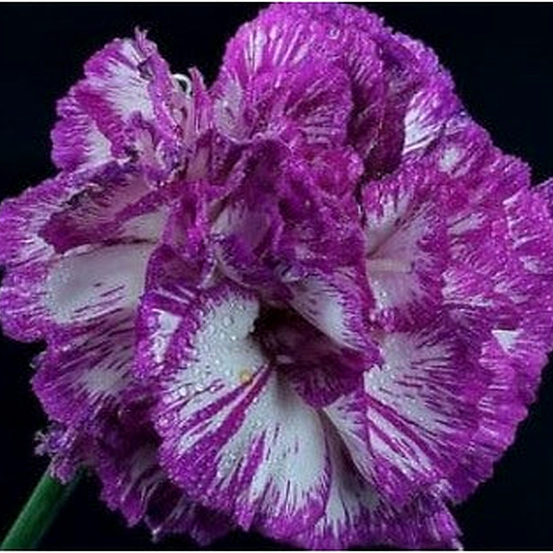 Violet White Carnation Flower Heirloom Non Gmo Unique Blooms For Garden Planting Flower Seeds for [neera-v5-04f48beffadf6e874def]