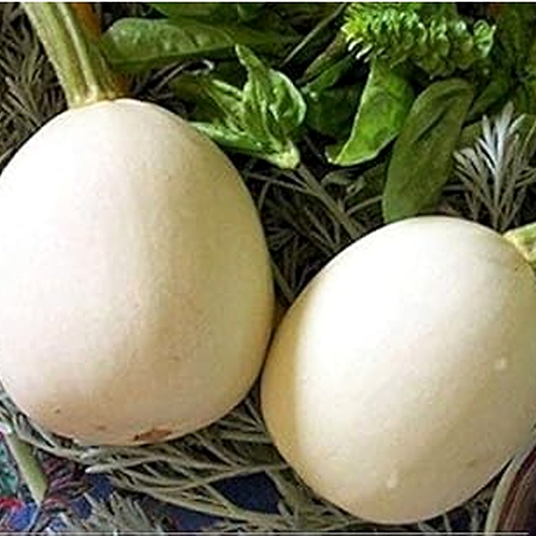 White Nest Egg Gourd Vegetable Seeds for Planting [neera-v5-04fee04c418bc8faba15]