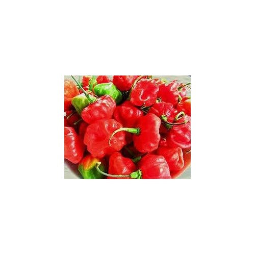 Aji Cubano Dulce Cachucha Pepper Seeds for Planting [neera-v5-052542de53d8400b4df0]