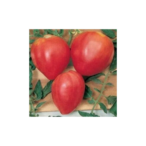 Red Huge Tomato Seeds for Planting [neera-v5-05255e1b76a04e9c2fd0]