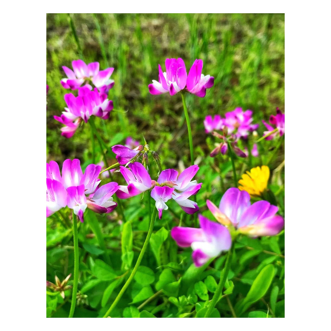 Chinese Milk Vetch Astragalus Sinicus Flower For Planting In Backyard Gardening And Cover Crop Beds [neera-v5-052dcd66e64424140034]