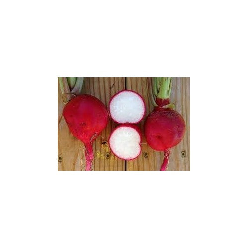 Radish Vegetable Seeds for Planting | Heirloom, Non-GMO, High Germination Organic Garden Seeds [neera-v5-053485e6e4333702f299]