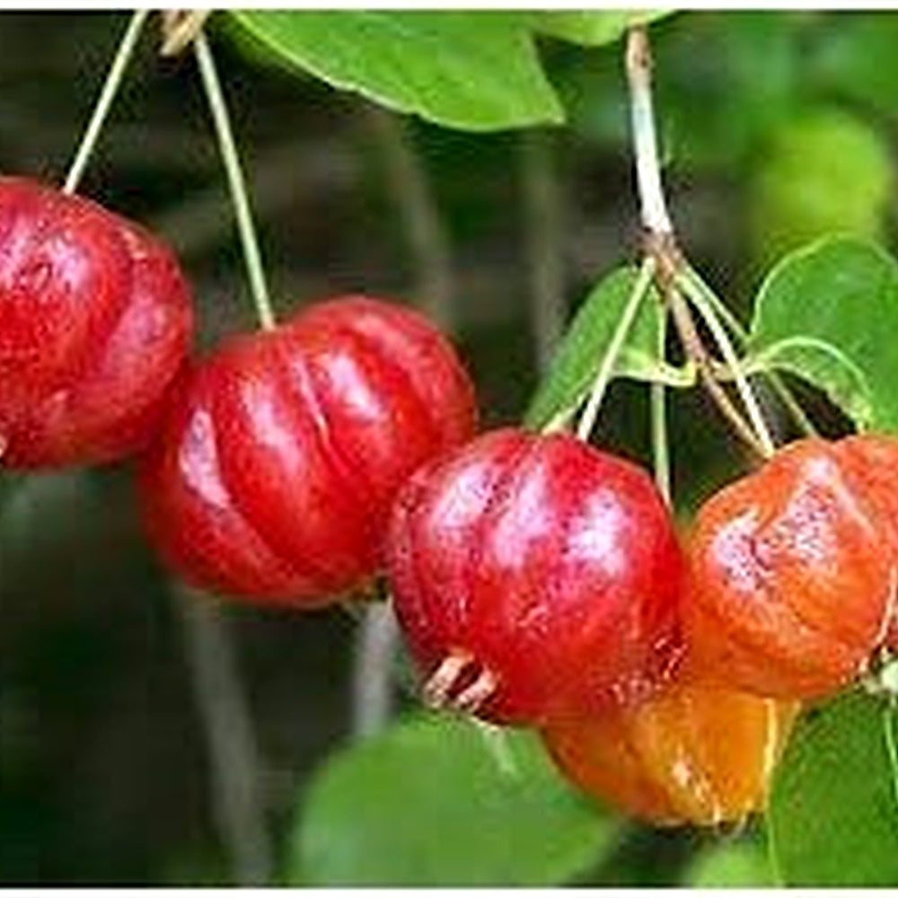 Red Eugenia Rhombea Fruit Seeds for Planting | Heirloom Non-GMO Organic Seeds for Tropical Garden Fruits [neera-v5-053540b7b81f54f0cc9a]