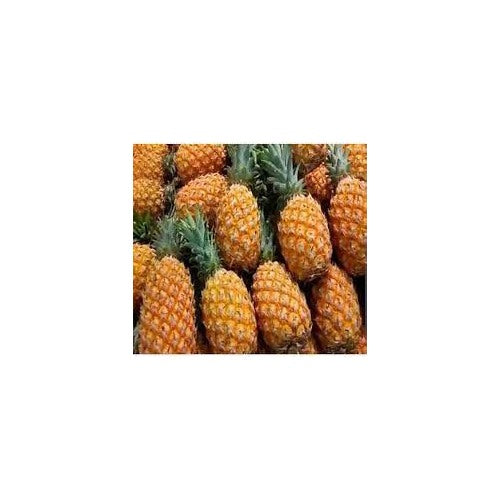 Orange Pineapple Fruit Seeds for Planting [neera-v5-0538f26f637e43b74e3b]