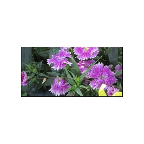 Violet Mix Dianthus Caryophyllus Flower Seeds for Planting [neera-v5-054008669f778b40795b]