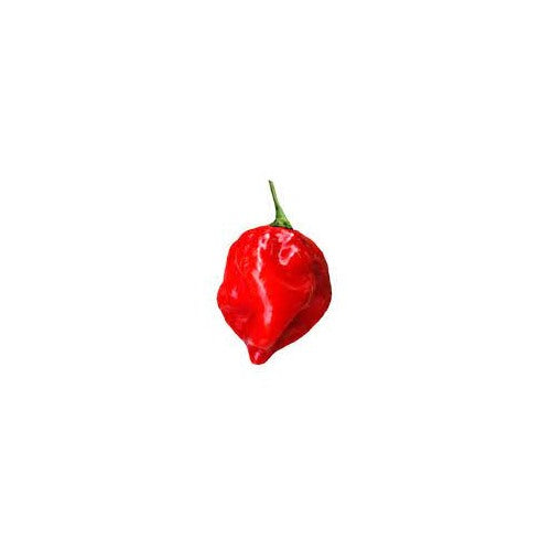 Red Hot Habanero Pepper Seeds for Planting [neera-v5-0546530d1b4aa4c6229d]