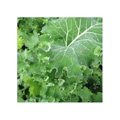 Green Siberian Kale Plant Seeds for Planting [neera-v5-05484d2995ac8a54ef87]
