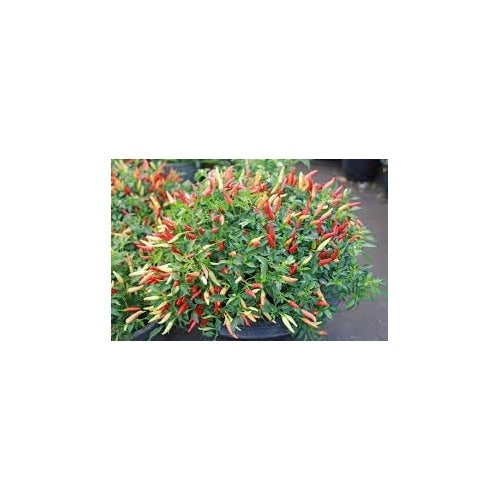 Chilli Pepper Seeds [neera-v5-054a3d756c5af31cddef]