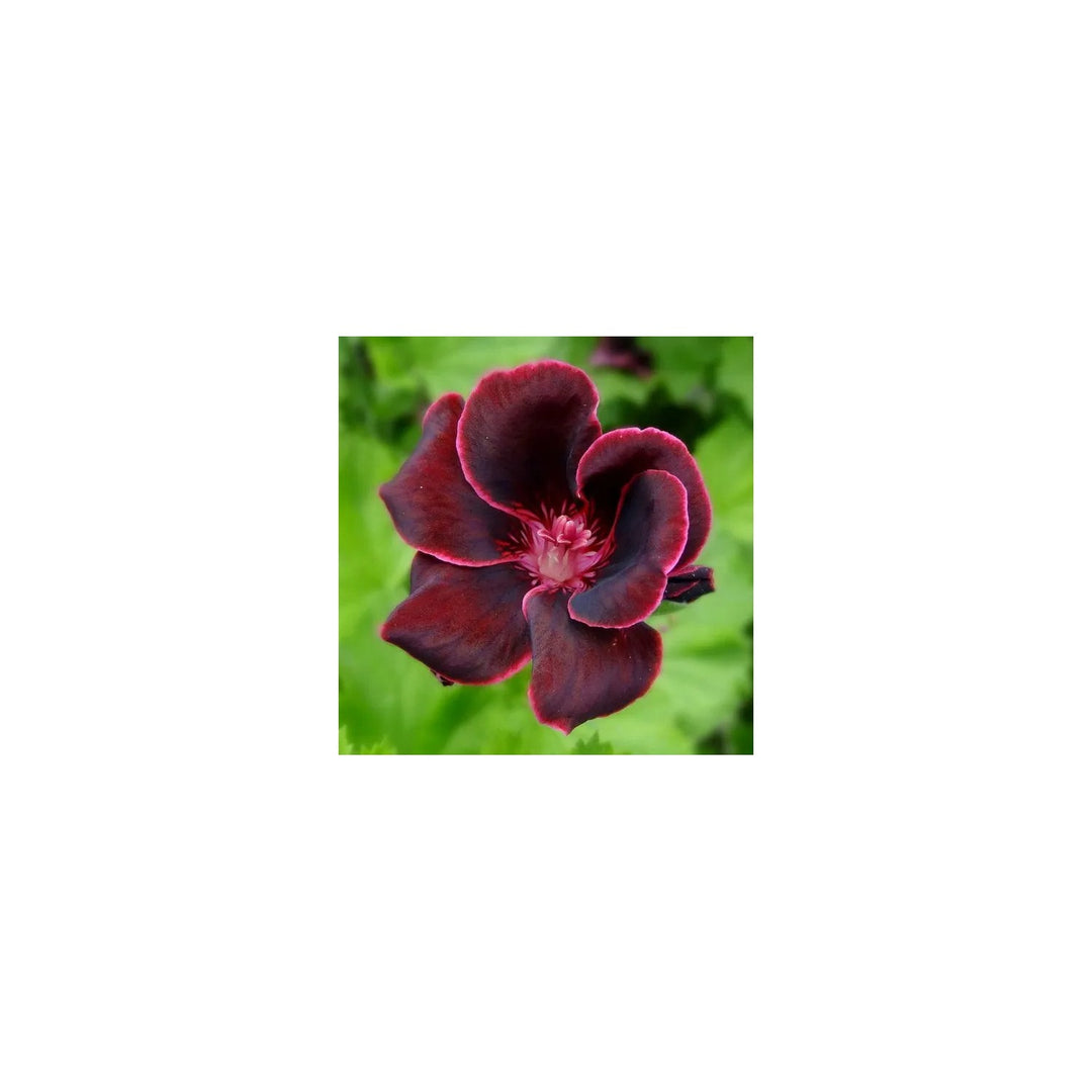 Burgundy Geraniums Heirloom Non Gmo For Planting Flower Seeds for Home Garden Planting, Landscape [neera-v5-054a80938df4e1d7415b]