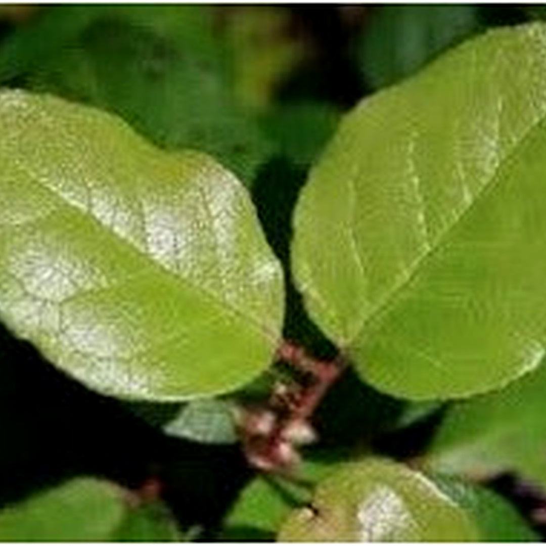 Green Gaultheria Seeds for Planting [neera-v5-056ecf26bfdd630a6cc2]