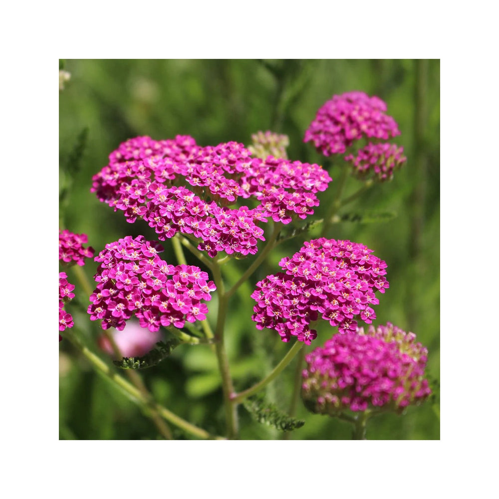 Pink Heirloom Achillea Yarrow Flower For Planting Non Gmo Flower Seeds for Home Garden Planting, [neera-v5-0575d6e9252507ce3fcb]