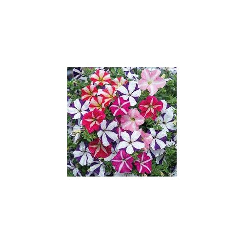 Ultra Star Petunia Violacea Flower Seeds for Planting [neera-v5-0584cfa971679d740f5d]