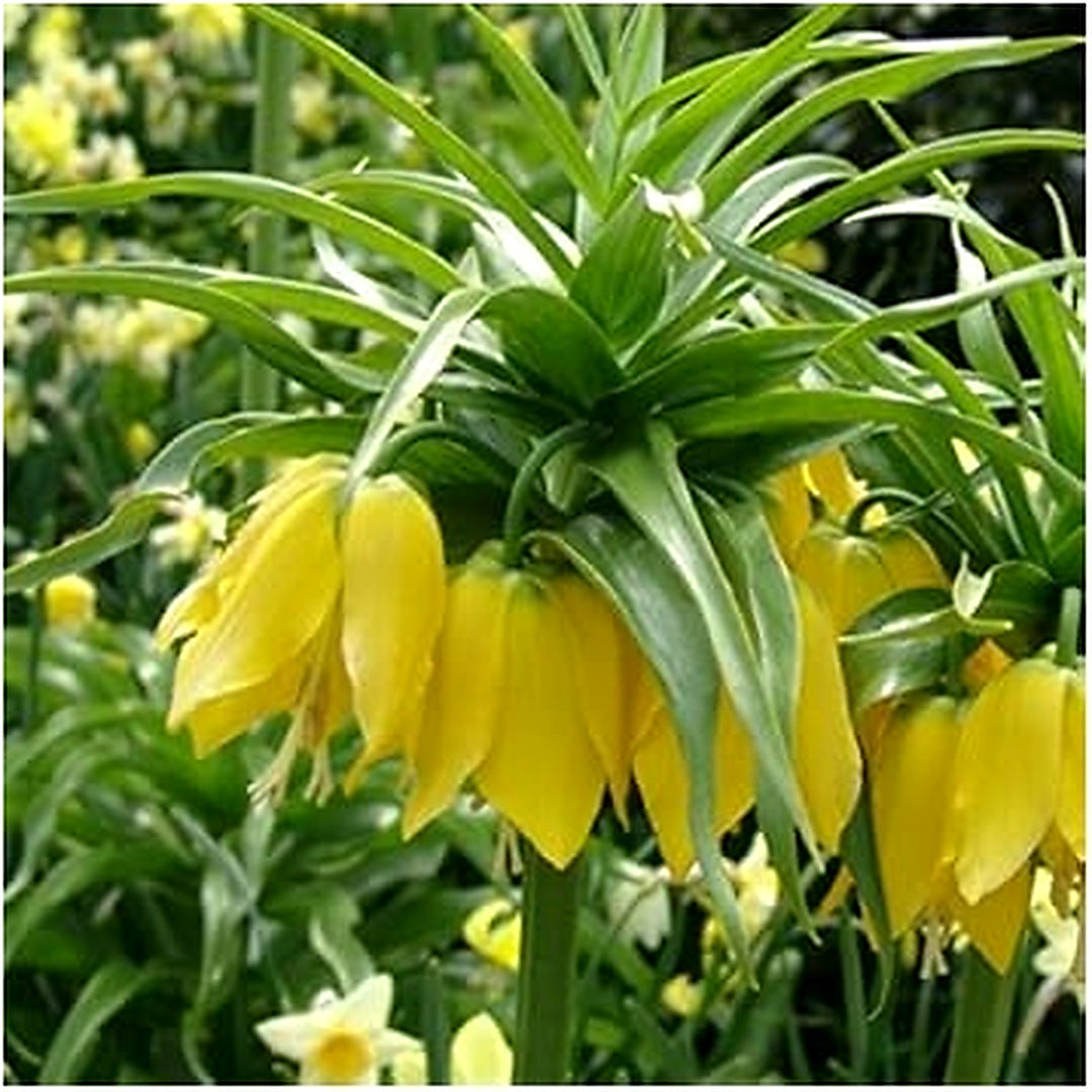 Yellow Imperial Crown Fritillaria Flower Seeds for Planting [neera-v5-05862296b983963d07ac]