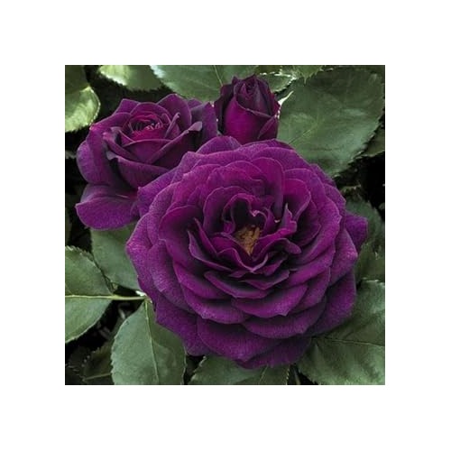 Purple Dragon Rose Plant For Planting Non Gmo Heirloom Garden For Growing Flower Seeds for Home [neera-v5-0590e62db4351da53176]