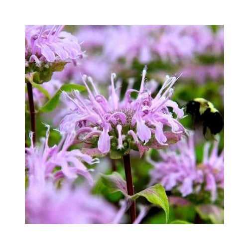 Bee Balm Wild Bergamot Perennial Beneficial Bees Hummingbirds Non Gmo Heirloom Flower Seeds [neera-v5-0597fb44e2e67201beb0]