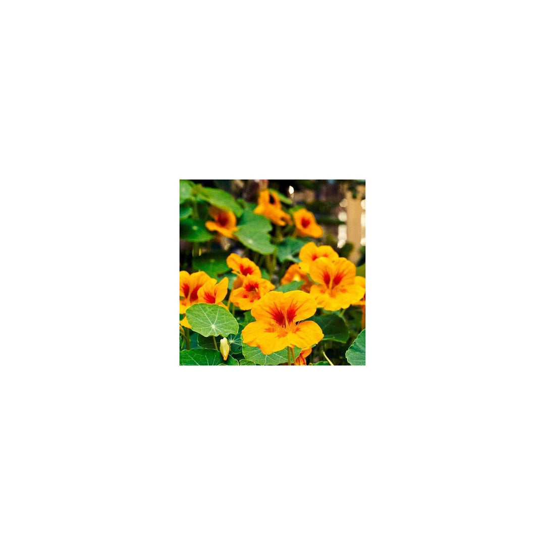 Yellow Red Heirloom Nasturtium Flower For Planting Non Gmo Vibrant Edible Blooms Flower Seeds for [neera-v5-059e25bd9745580424bd]