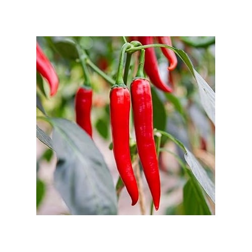 Heirloom Pepper Seeds for Planting, 100 pcs [neera-v5-059f5de360a9aba54311]