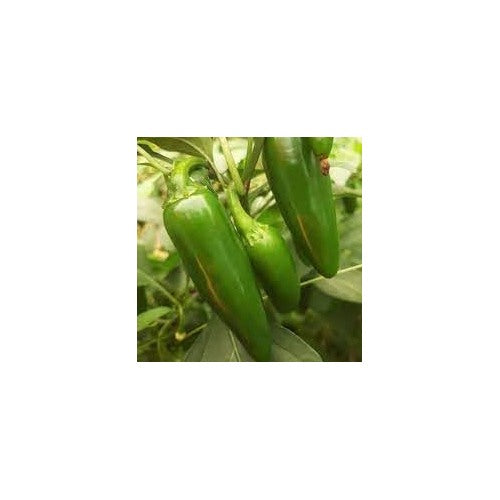 Jalapeño Pepper Seeds for Planting [neera-v5-05a80b587c54fdc22964]