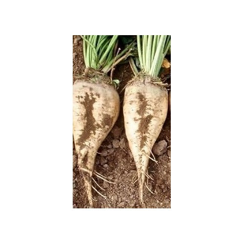 White Sugar Beet Seeds for Planting [neera-v5-05b225d7cf89272d8cef]