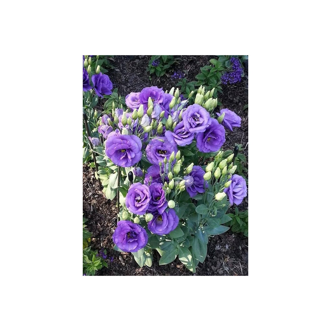 Lisianthus Eustoma Griflorum Lila Picotee Flower For Planting Suitable For Decorative Garden [neera-v5-05b22828707cf8fb88e9]