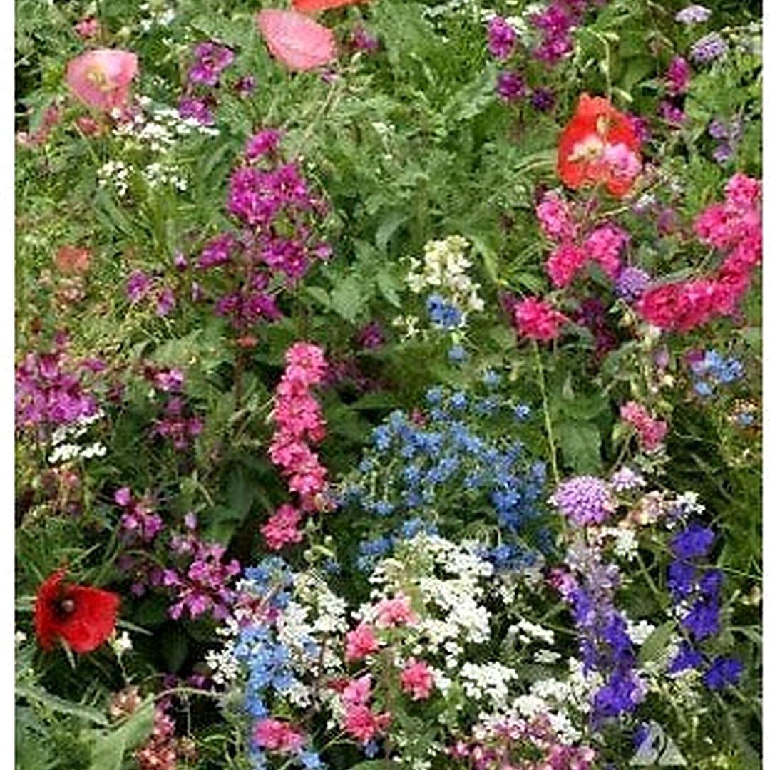 Wildflower Mix Shade With Perennials Species Pollinators Non Gmo Heirloom Flower Seeds Home [neera-v5-05b7a5aab2f342b1ef91]