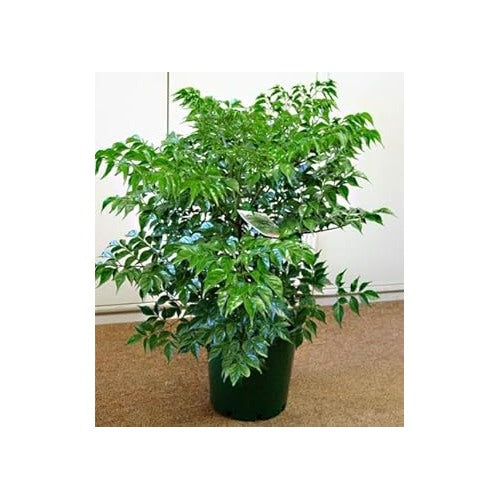 Green Radermachera Sinica Seeds for Planting [neera-v5-05ba07dccc566e637bcd]