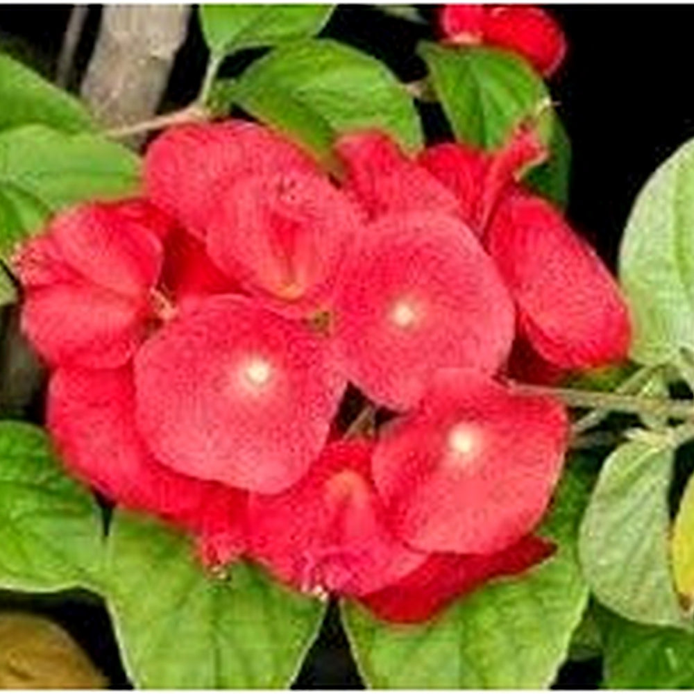 Heirloom Non-GMO Holmskioldia Flower Seeds for Planting [neera-v5-05cbe4913d4c84b9487f]