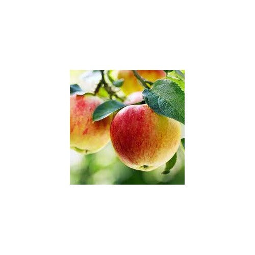 Ball Sundari Ber Apple Fruit Seeds for Planting [neera-v5-05cf2f976f104d94e64c]