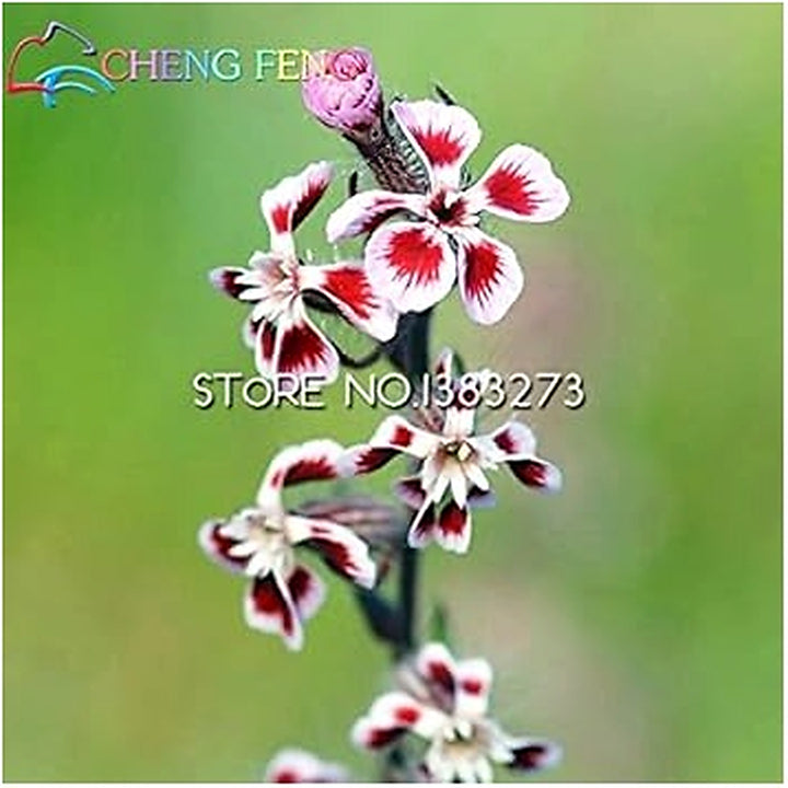 Heirloom Non-GMO White Maroon Dianthus Flower Seeds for Colorful Garden Planting [neera-v5-05f86494e7fc1b182bfe]