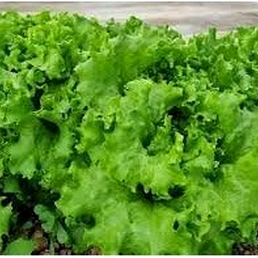 Batavia Plant Seeds [neera-v5-05fbdf3ddbf7c9a3817a]