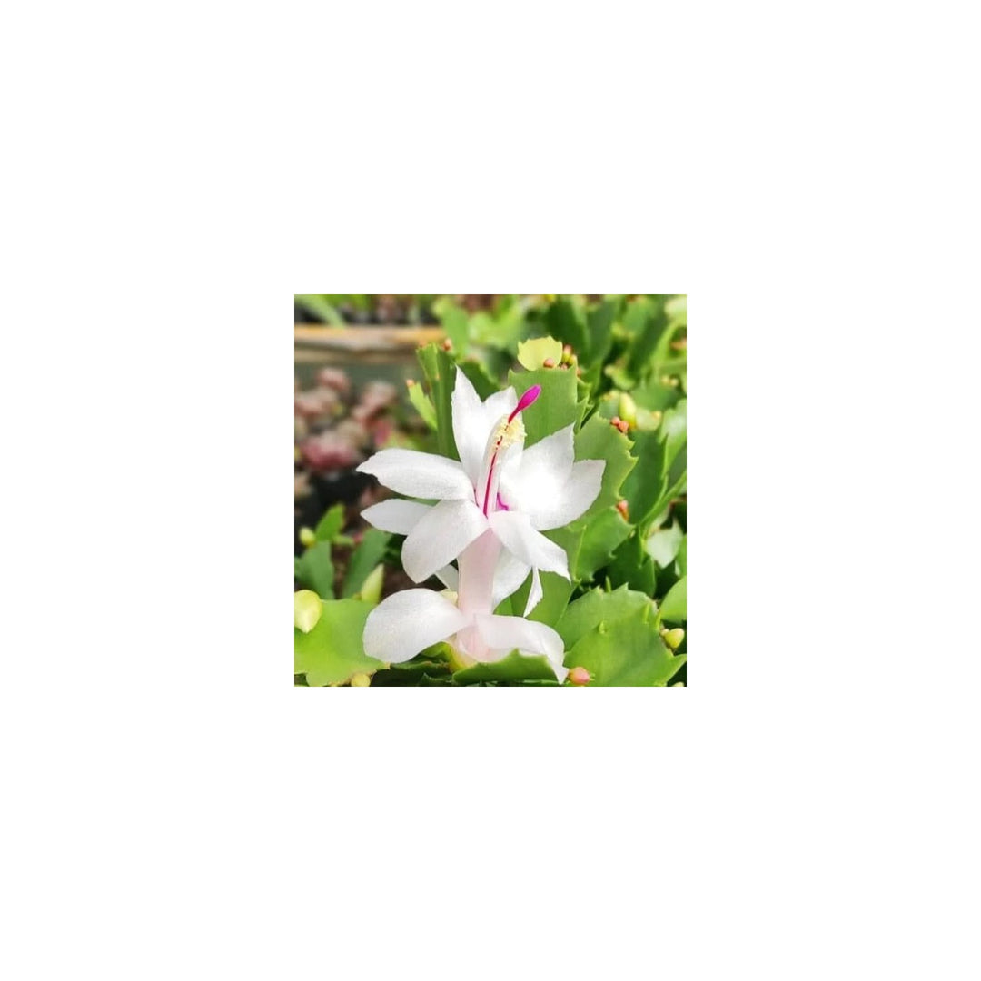 White Zygocactus Truncatus Flower For Planting Non Gmo Heirloom Garden Flower Seeds for Home Garden [neera-v5-05fddfb3073266c0590c]