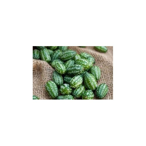 Mini Melon Fruit Seed Pack for Planting | Heirloom Non-GMO Organic Garden Seeds for Small Sweet Melons [neera-v5-0602b41970eb498615c9]